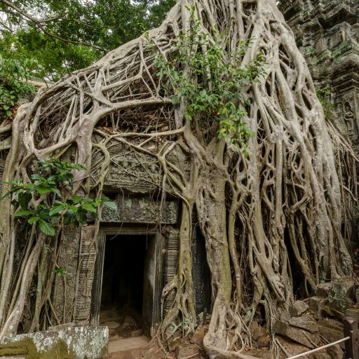 image from Ta Prohm