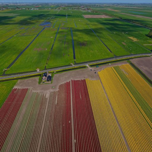 image from Tulpen Rood & Geel